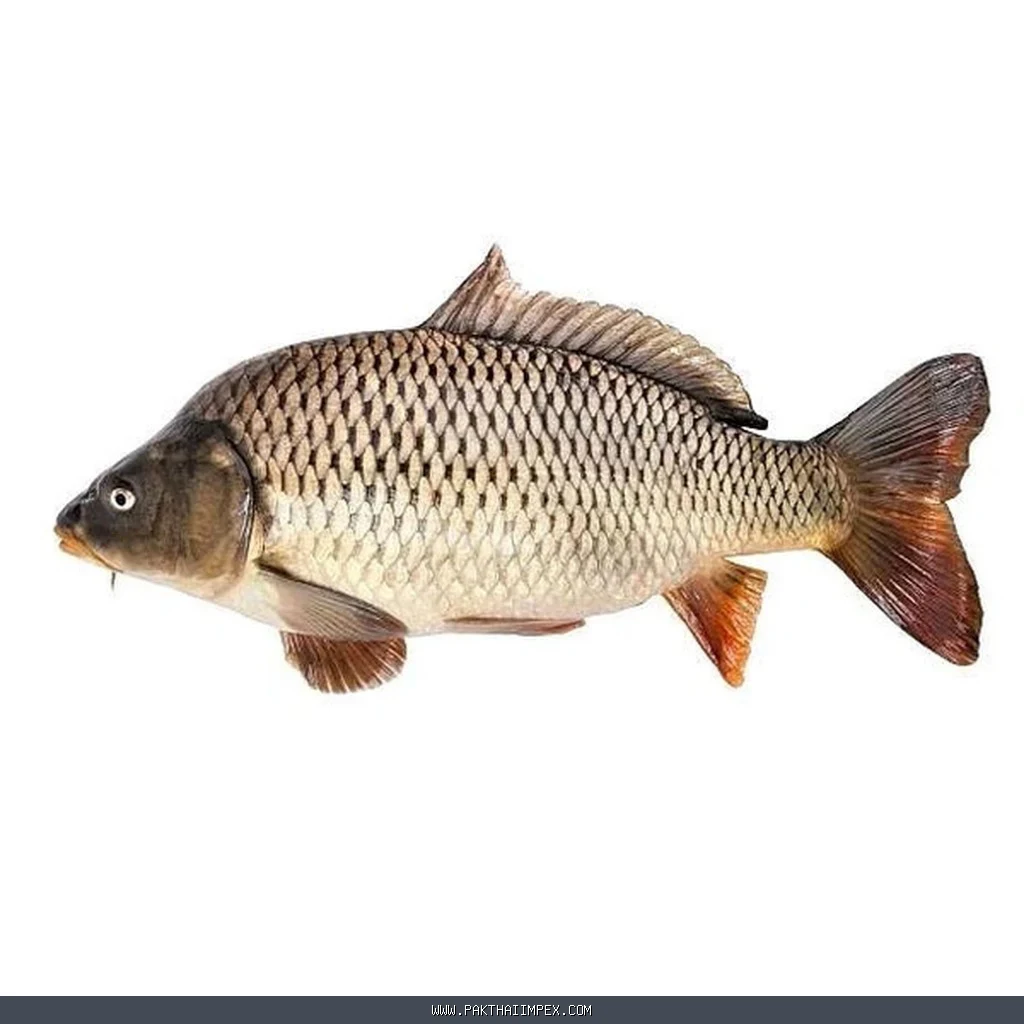 Frozen Karfu Fish Thailand