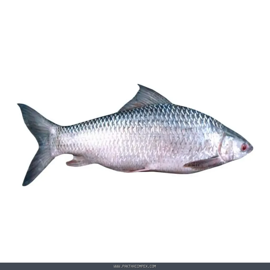 Frozen Mirgal Fish Thailand