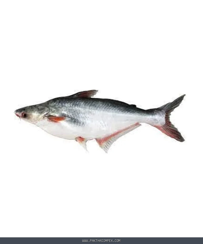 Frozen Pangasius Fish Thailand