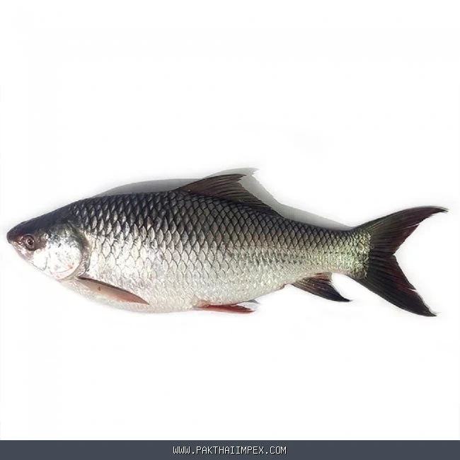 Frozen Rohu Fish Thailand