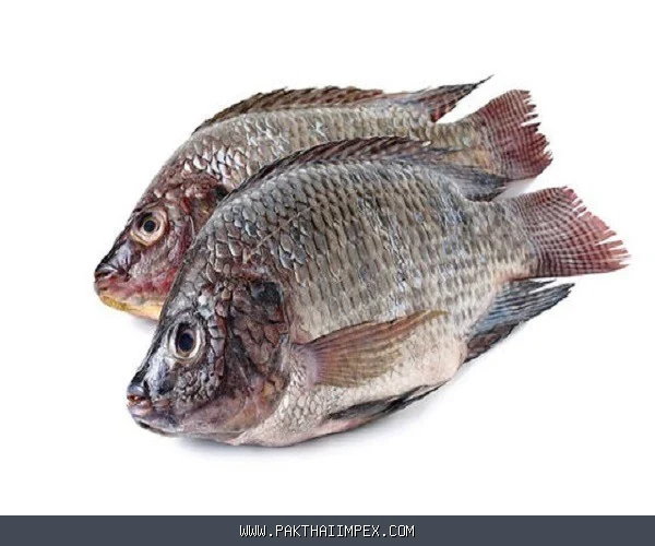 Frozen Tilapia Fish Thailand